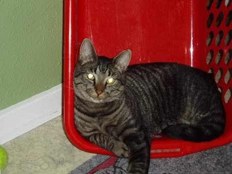 Blanding af racer Pusser billede 14