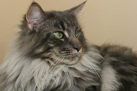 Maine Coon Samson billede 1