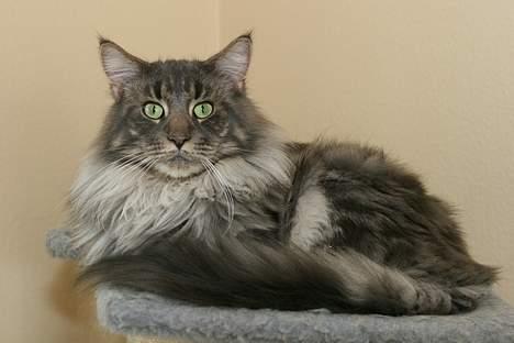 Maine Coon Samson billede 2