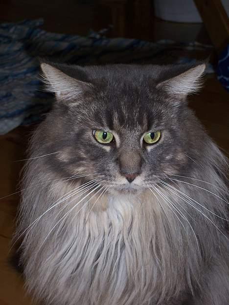 Maine Coon Samson billede 3