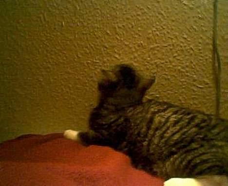 Blanding af racer Tiger - hvor kommer alt det lys fra ? hmm billede 17