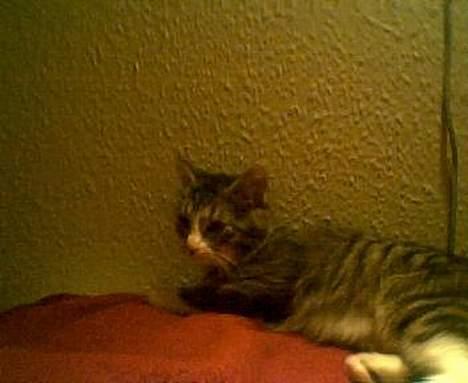 Blanding af racer Tiger - hvad var det for en lyd ??? hørte i det os? billede 18