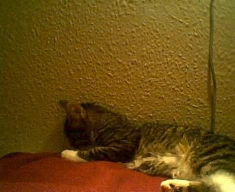 Blanding af racer Tiger - hallo er der nogle dernede billede 19