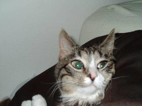 Blanding af racer Tiger - hej hej billede 20