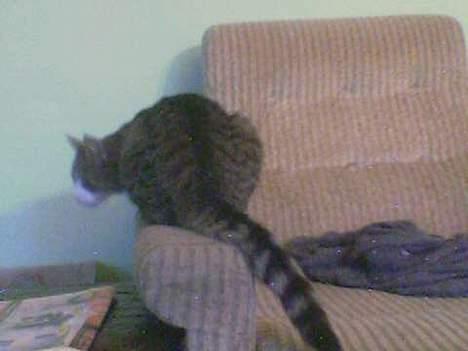 Blanding af racer Max - Hey sker der noget deromme?? billede 5