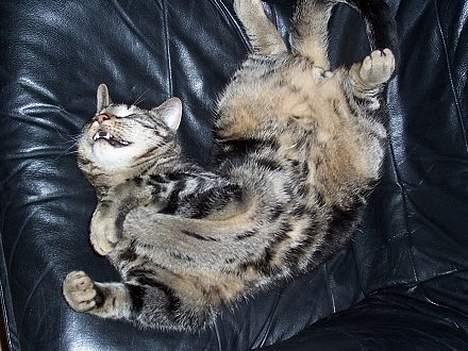 Blanding af racer O´Malley - Det er skønt at være kat! billede 10