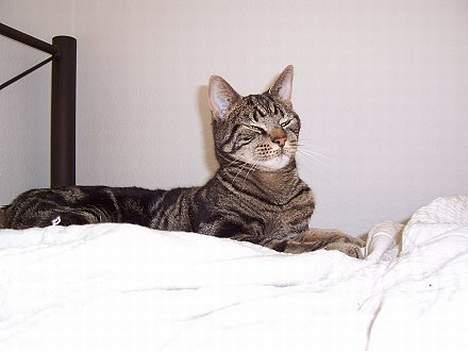 Blanding af racer O´Malley - Lidt fin er man vel. billede 11