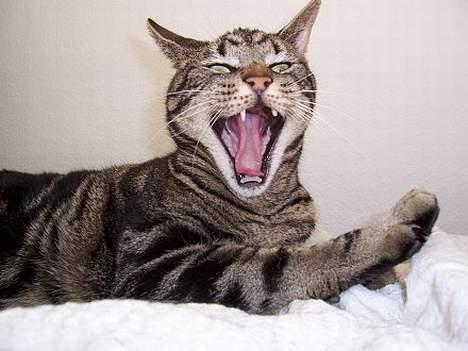 Blanding af racer O´Malley - Waaauuuuu.. billede 12