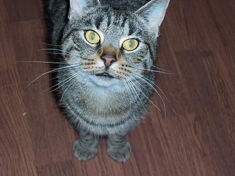 Blanding af racer Duchess - Heeeeej :-) billede 1