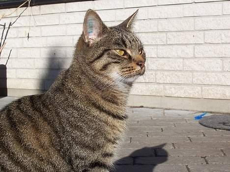 Blanding af racer Duchess billede 2