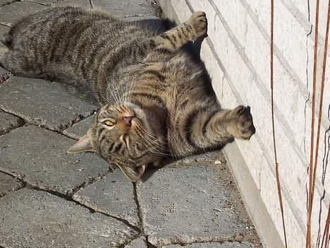 Blanding af racer Duchess billede 3