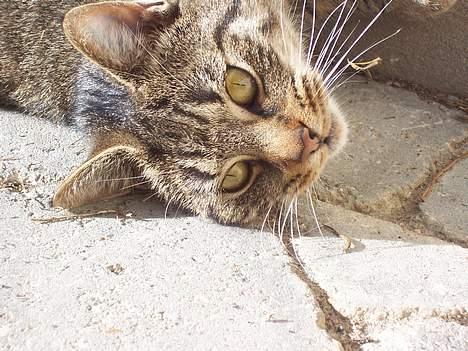 Blanding af racer Duchess billede 4