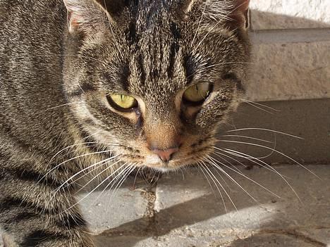 Blanding af racer Duchess - Min lille løve. :-) billede 5