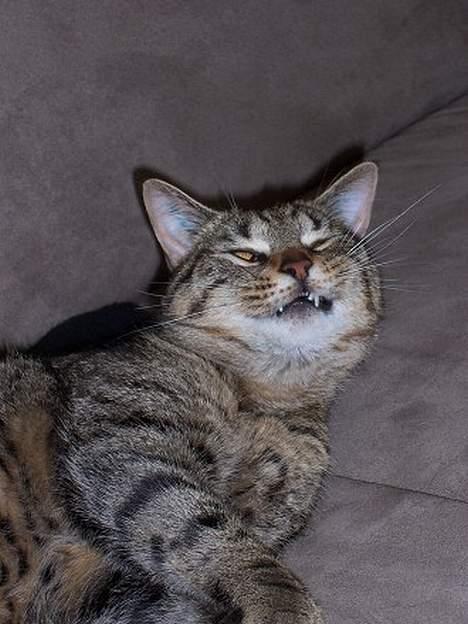 Blanding af racer Duchess - Hva så... Gir´ du et kys? billede 6