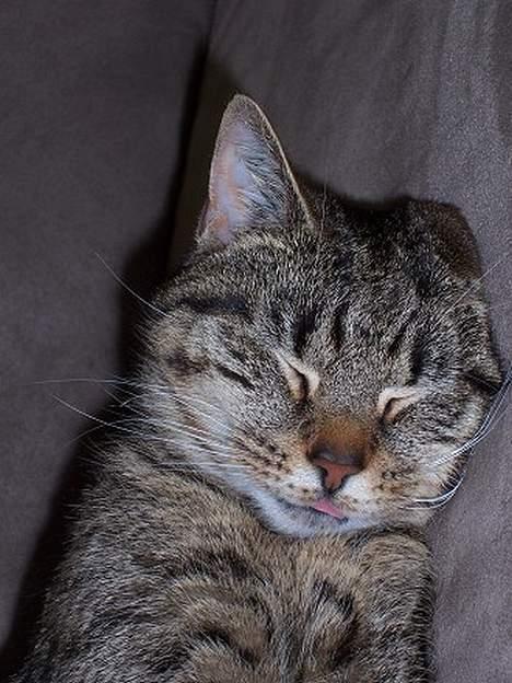 Blanding af racer Duchess - Det er hårdt at være kat. billede 7