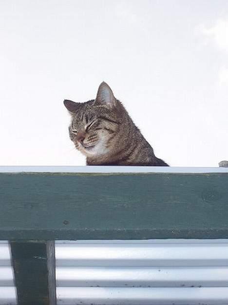 Blanding af racer Duchess - Godt at holde øje.. billede 8