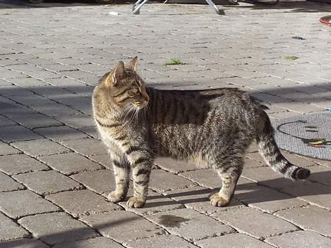 Blanding af racer Duchess billede 9