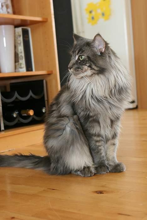 Maine Coon Samson billede 4