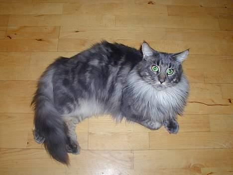 Maine Coon Samson billede 5