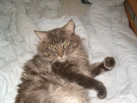 Maine Coon Samson billede 6