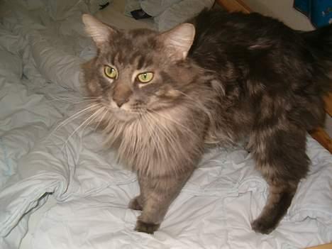 Maine Coon Samson billede 8