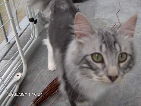 Norsk Skovkat Faramir - kommer nu.. billede 16