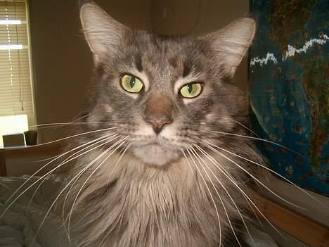 Maine Coon Samson billede 10