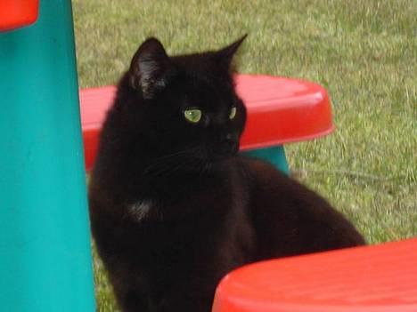 Blanding af racer Sorte Mis - Bortløben :( - Min seje mis ! <3 billede 1