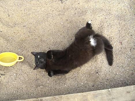 Blanding af racer Sorte Mis - Bortløben :( billede 2