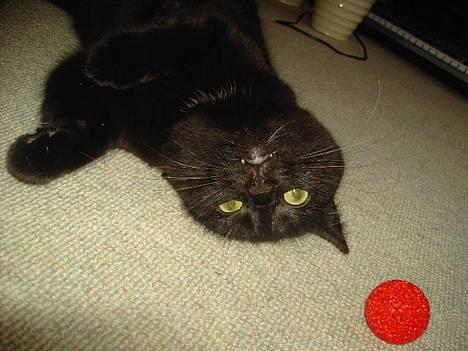 Blanding af racer Sorte Mis - Bortløben :( - på hovedet.. billede 3