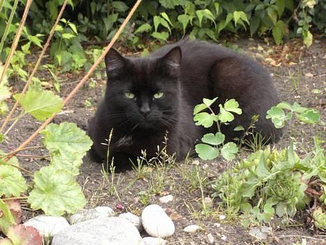 Blanding af racer Sorte Mis - Bortløben :( billede 4