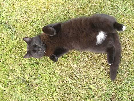 Blanding af racer Sorte Mis - Bortløben :( billede 5