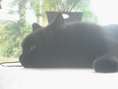 Blanding af racer Sorte Mis - Bortløben :( - huh, slapper.. billede 6