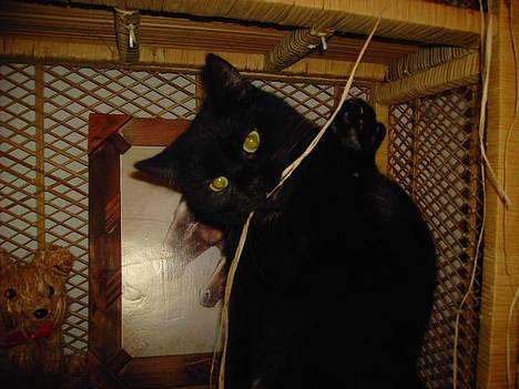 Blanding af racer Sorte Mis - Bortløben :( - Grr , ;P billede 7