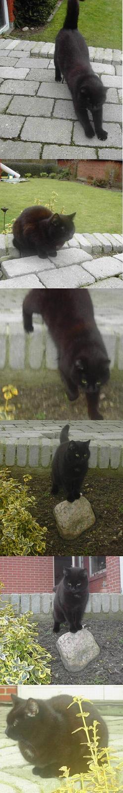 Blanding af racer Sorte Mis - Bortløben :( - *NYE* - uhh, min dejlige mis ! billede 8