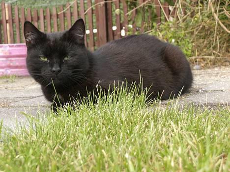 Blanding af racer Sorte Mis - Bortløben :( billede 9