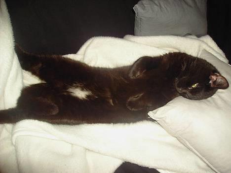 Blanding af racer Sorte Mis - Bortløben :( - uh, man kan da ligge på mange måder :P billede 10