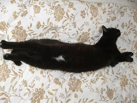 Blanding af racer Sorte Mis - Bortløben :( billede 11