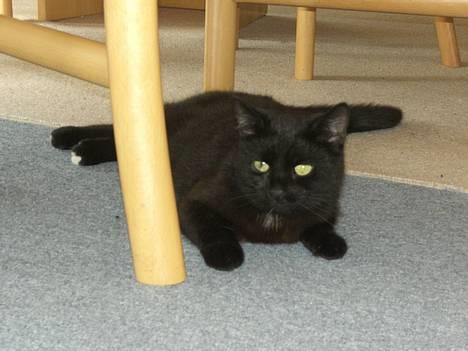 Blanding af racer Sorte Mis - Bortløben :( - *NYT* billede 12