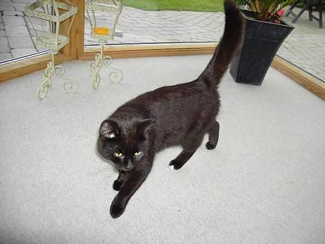 Blanding af racer Sorte Mis - Bortløben :( - Rauw ! smuk kat, ! billede 13
