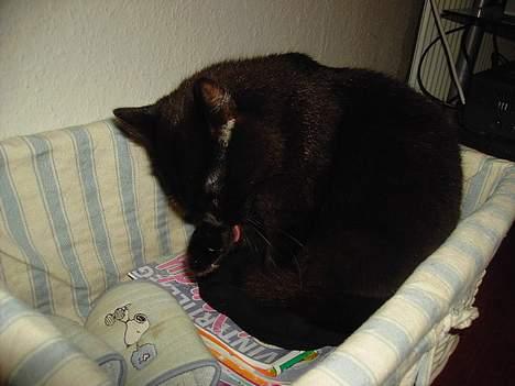 Blanding af racer Sorte Mis - Bortløben :( - norr, missen sider i min kurv, :D billede 14