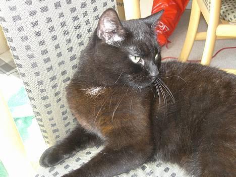 Blanding af racer Sorte Mis - Bortløben :( billede 15