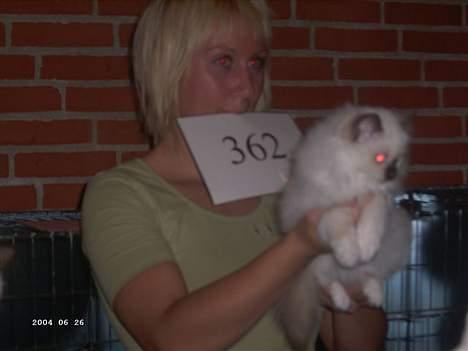 Hellig Birma Europa - (død 13/3-06) - Her er vi til bedømmelse på vores første udstilling (Horsens 22-10-05) billede 14