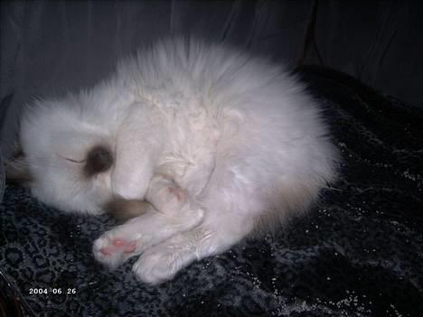 Hellig Birma Europa - (død 13/3-06) - Her er hun faldet i dyb søvn i sit bur (Horsens 22-10-05) billede 15