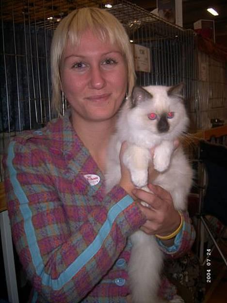 Hellig Birma Europa - (død 13/3-06) - Første dag på udstillingen... (19-11-05) billede 16