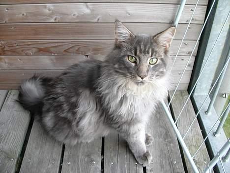 Maine Coon Samson billede 11