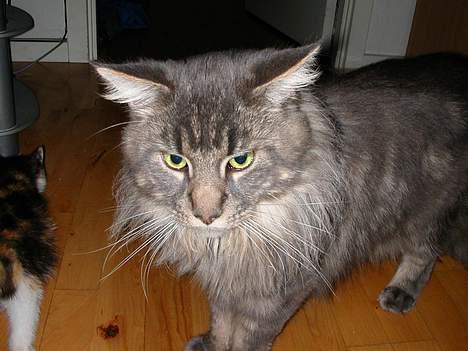 Maine Coon Samson billede 14