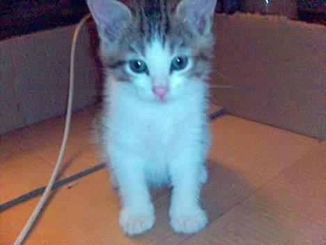 Blanding af racer Mini Kahli - Er jeg ikke Flot billede 2