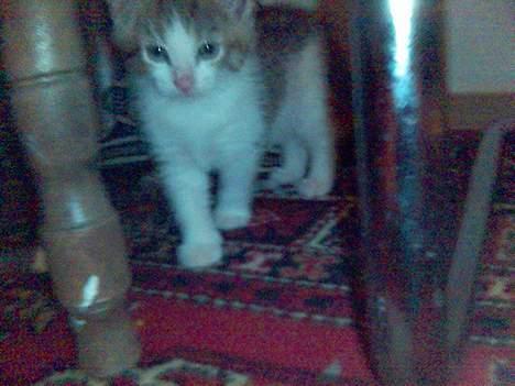 Blanding af racer Mini Kahli - Mini Kahli gemmer sig under stolene billede 3