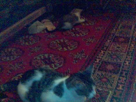 Blanding af racer Mini Kahli - Kahli og Mini Kahli i bagrunden billede 4